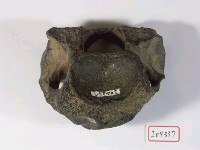 藏品(大型脊椎動物脊椎化石)的圖片